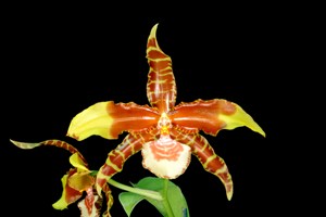 Rossioglossum grande Inca Fire HCC/AOS 76 pts.